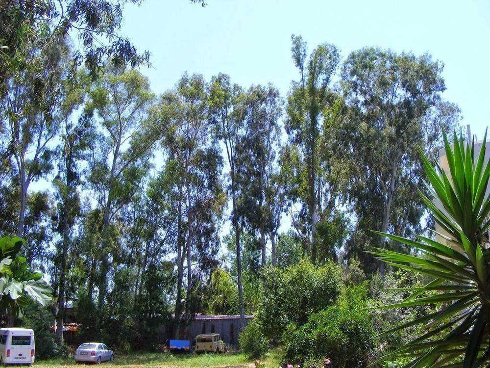 Eucalyptus Pension Patara Exterior photo
